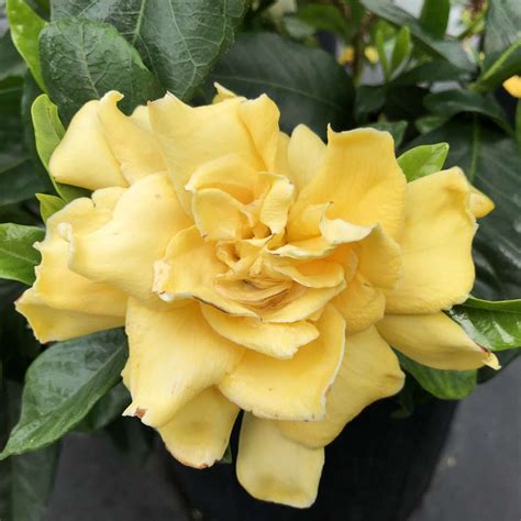 Golden Magic Gardenia: A Delightful Gift for Loved Ones